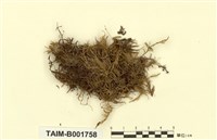 藏品(廣葉絹苔)的圖片